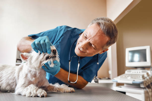 Best Root Canal Emergency Dentist  in Rio, WI